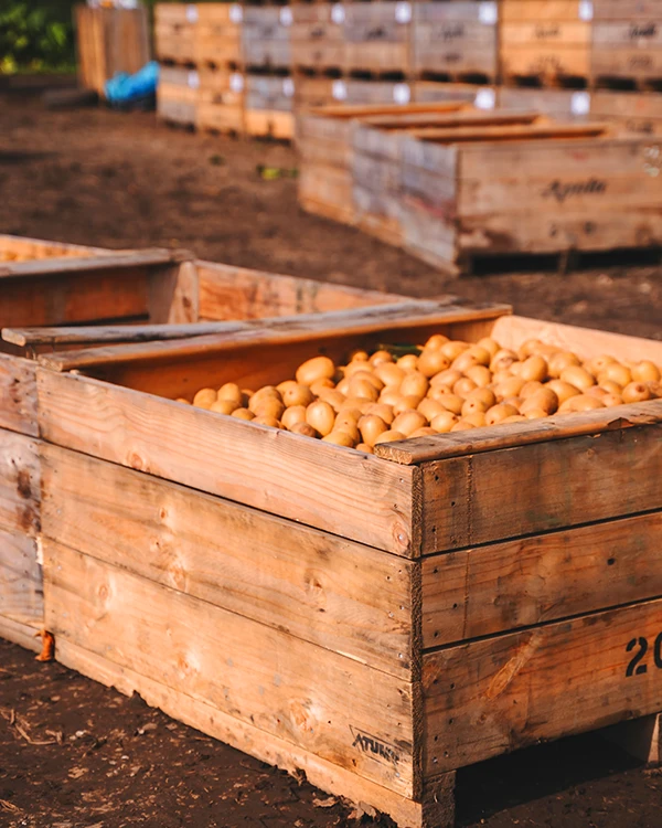 Fruit bin filled with kiwifruit