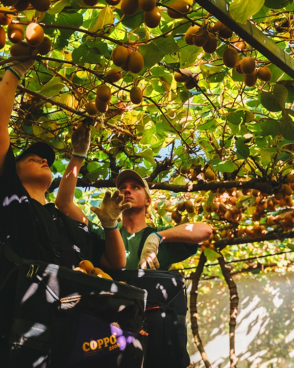 Harvest staff picking kiwifruit on bay of plenty orchard