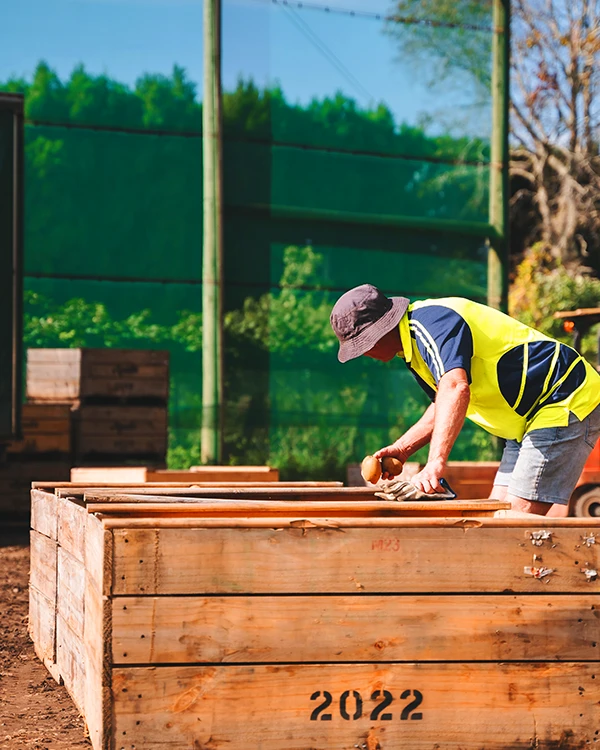 Worker arranging kiwifruit in harvest bin