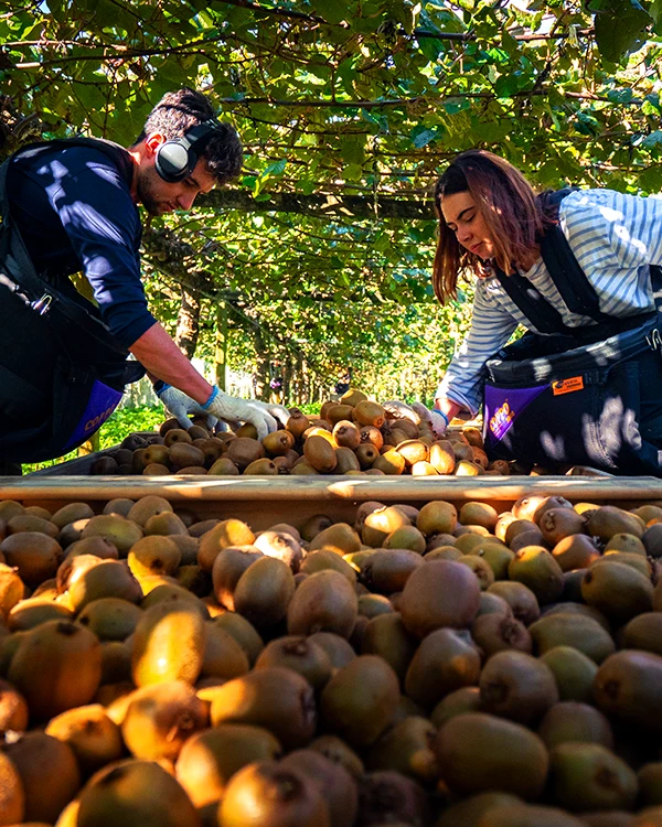 Harvest staff loading kiwifruit bin with fresh fruit