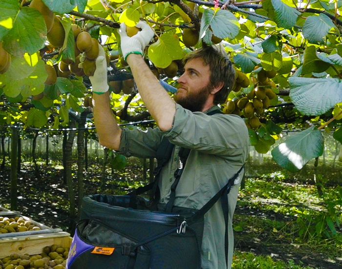 Brix Group founder Kieren Thomas picking fruit