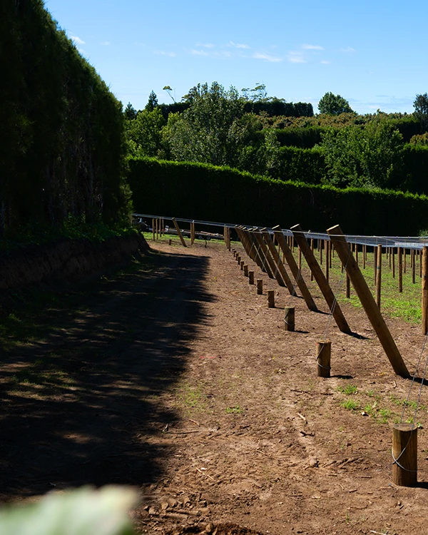 Fresh pathway cleared through recently developed orchard