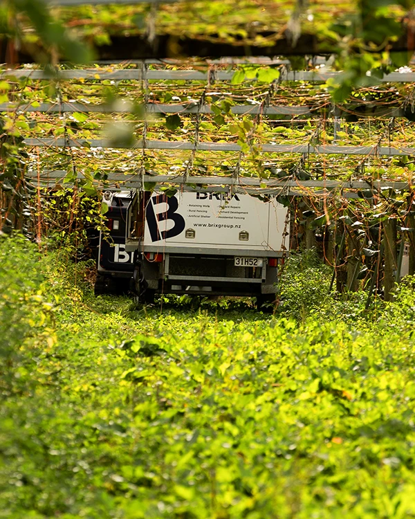 Orchard vehicle parked under vine canopy