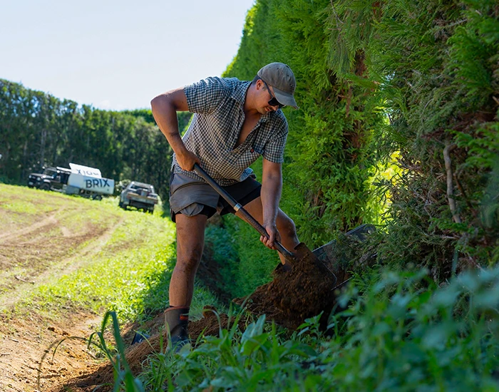 Brix group worker shovels soil from bucket of loader in Te Puna orchard