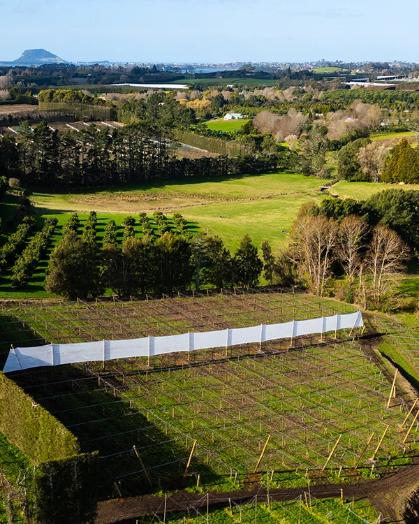 Aerial photos of Te Puna Orchard in Tauranga. Newly installed shelter can be seen over kiwifuit