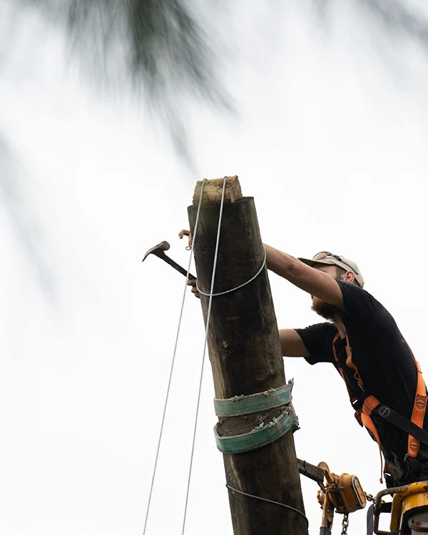 Orchard worker secures steel cable on top end of vertical post