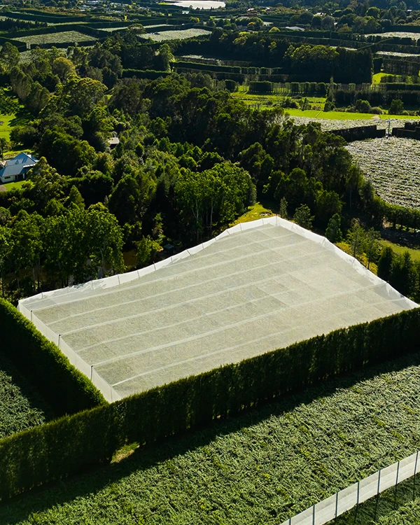 Bay of plenty kiwifruit overhead shelter built by Birx Group