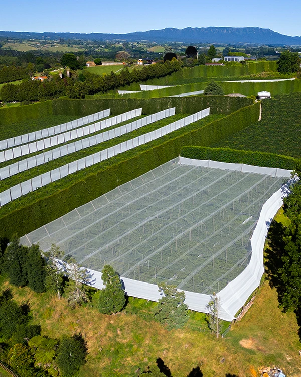 Aerial photo showing an overhead shelter next to a vertical shelter in Tauranga orchard