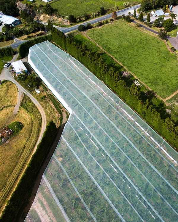 LArge overhead shelter covering kwifruit orchard operation in Te Puna, Tauranga