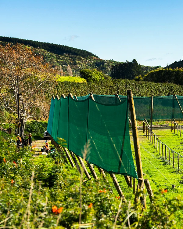 Green vertical shelter being installed by Brix Group orchard contractors
