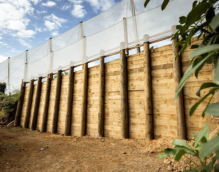 Large timber retaining wall with orchard shelter built on top. Kiwifruit vines surrounding the retaining wall