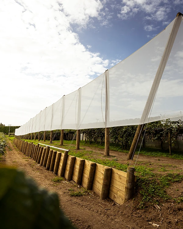 Low height retaining wall separating ground levels in Tauranga kiwifruit orchard