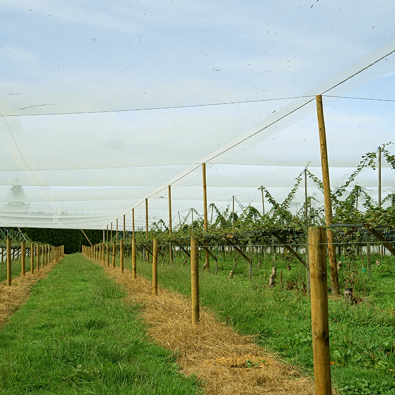 Photo from under the canopy, showing new vines growing onto new framing structure