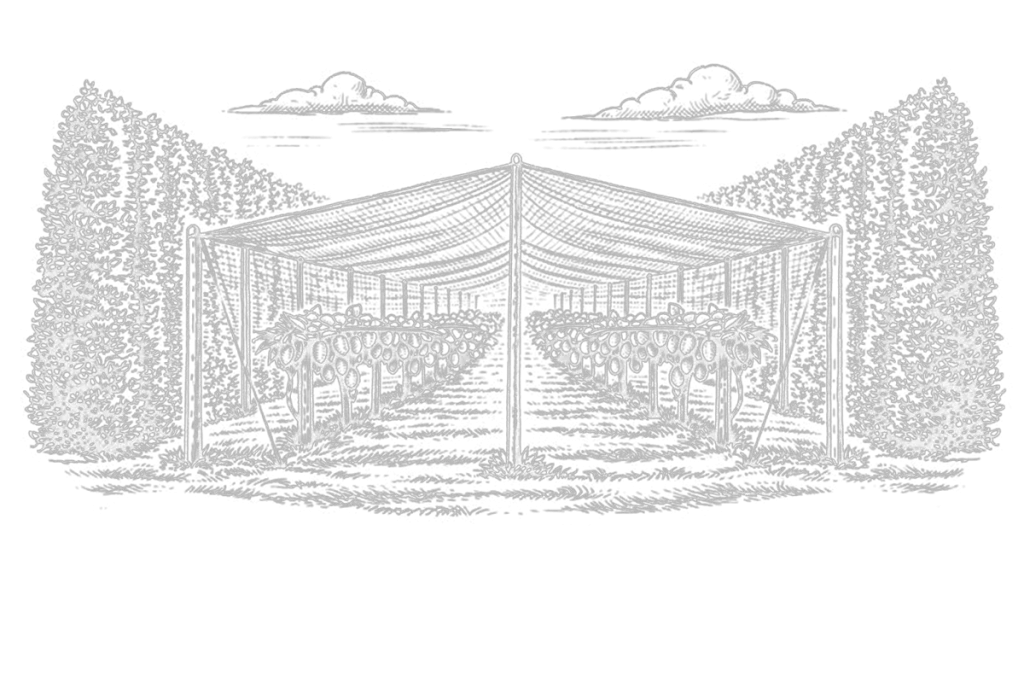 A hand drawn illustration depicting overhead shelter on a kiwifruit orchard in New Zealand
