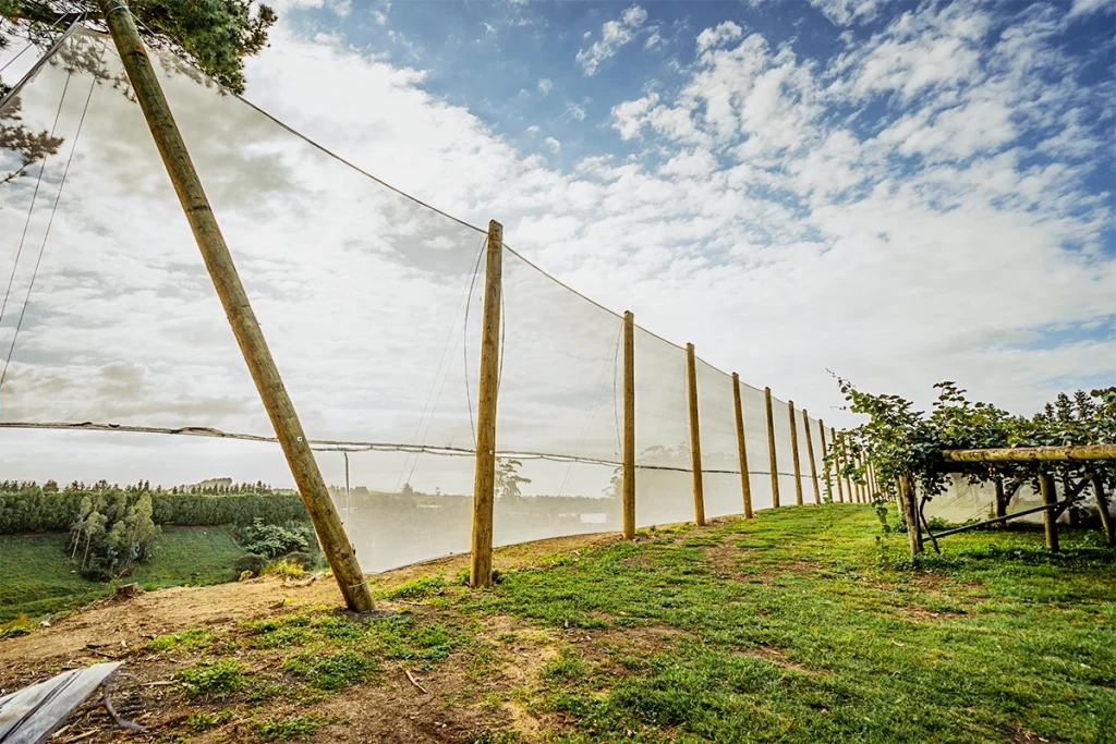 A photograph of a recently installed vertical shelter using white shelter cloth. It's a bright sunny day and the kiwifruit orchard can be seen off to the side of the shelter.