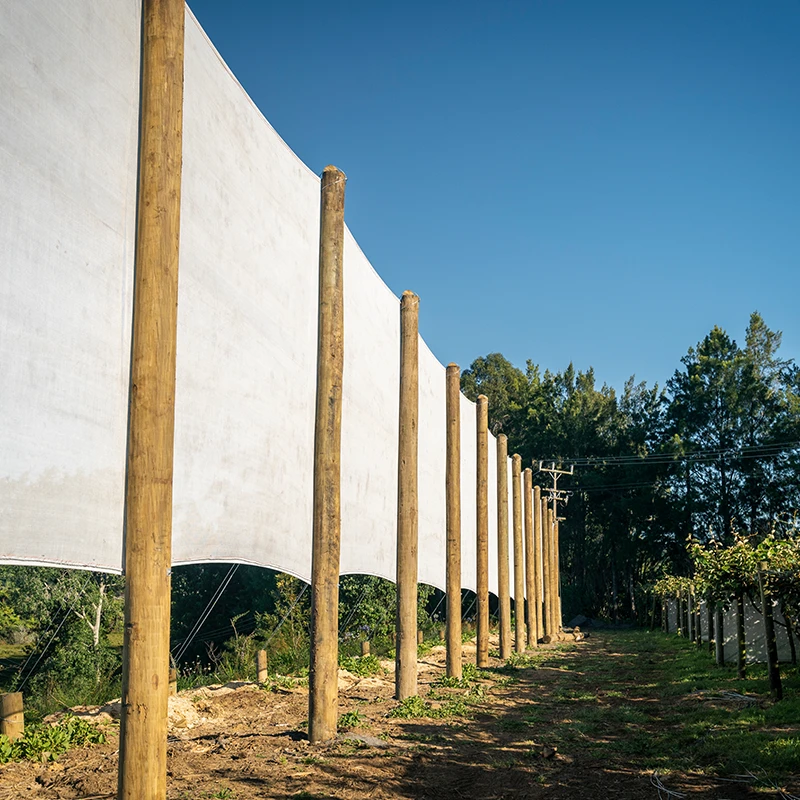 vertical timber posts hold up a large white shelter cloth, protecting the surrounding orchard from wind and damage