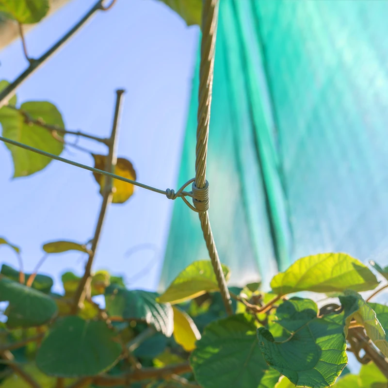 A close up shot of a vine support wire terminating at a larger support wire. Kiwifruit vines are clinging to the wire support.